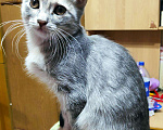 Кошки в Фролово: Котята в добрые руки, Бесплатно - фото 5