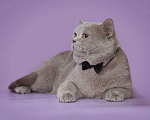 Кошки в Ливны: Котята Британские, 50 000 руб. - фото 9