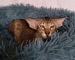 Кошки в Калининграде: Ориентальные котята Девочка, 30 000 руб. - фото 4