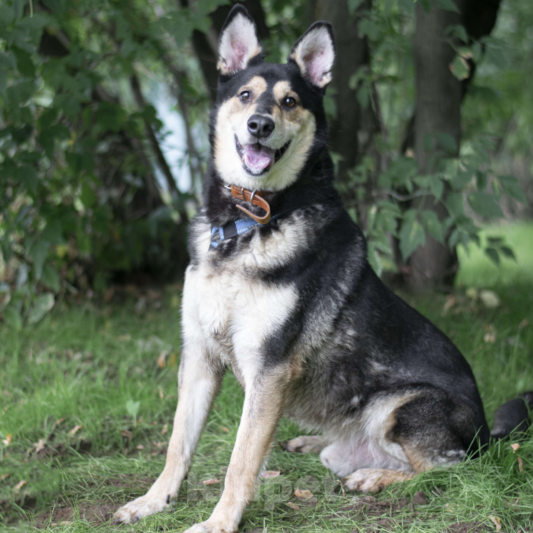 Собаки в Москве: Берн Мальчик, Бесплатно - фото 3