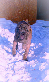 Два щенка кане корсо. Девочки