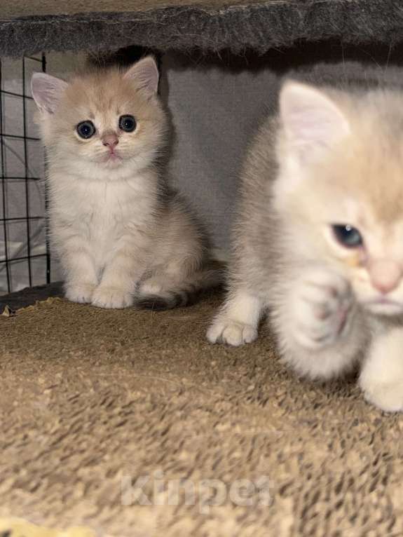 Кошки в Люберцах: Британская шиншилла  Девочка, 40 000 руб. - фото 3