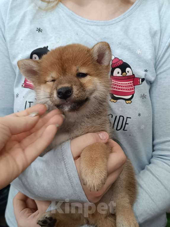 Собаки в Сертолово: Кобель Сиба щенок Мальчик, 60 000 руб. - фото 9