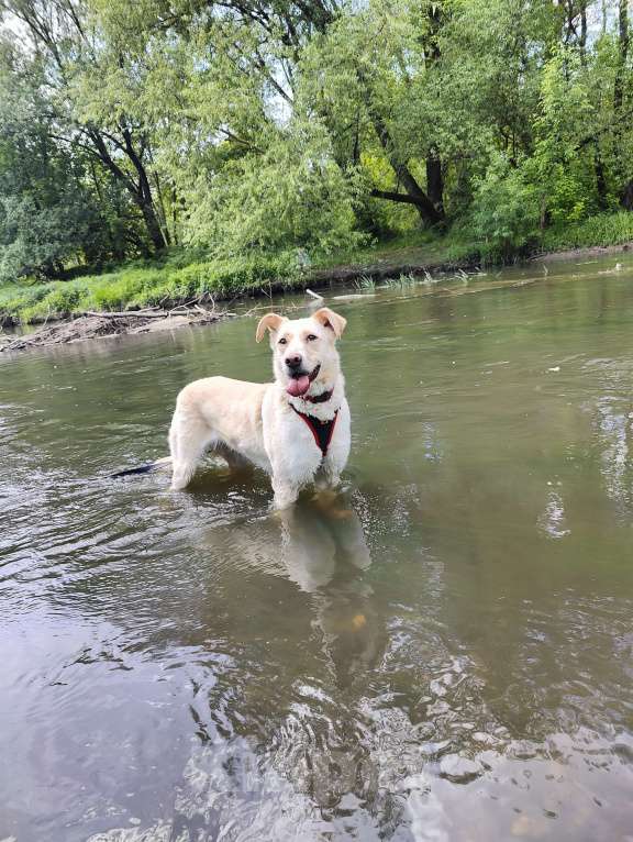 Собаки в Москве: Трепетная Латика ищет дом Девочка, Бесплатно - фото 4