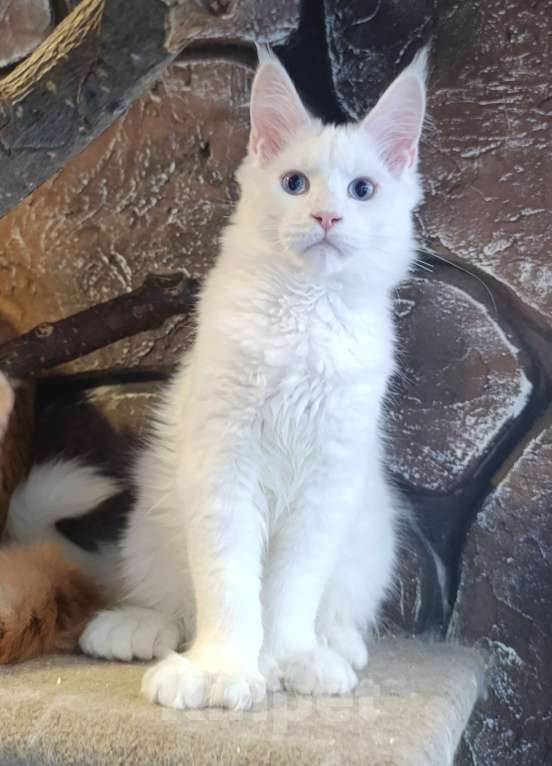 Кошки в Екатеринбурге: Котята Мейн Кун классика и полидакты Мальчик, 30 000 руб. - фото 7