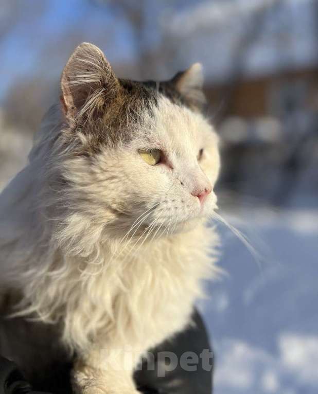 Кошки в Можайске: Марс кот настоящий. Такой же завораживающий, как планета, чьим именем он назван. Приносит удачу! Мальчик, Бесплатно - фото 5