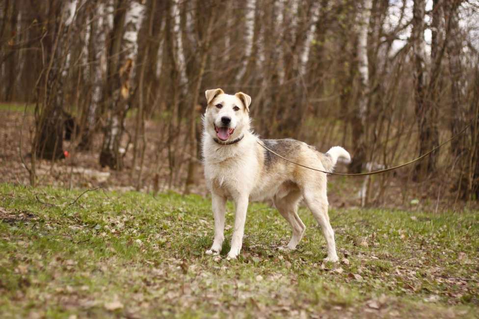 Собаки в Москве: Фома для семьи с детьми и не только Мальчик, 500 руб. - фото 3