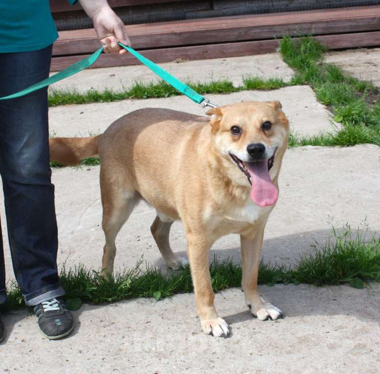 Собаки в Москве:  Рыжик ищет своих людей - ШАНС на дом Мальчик, Бесплатно - фото 6