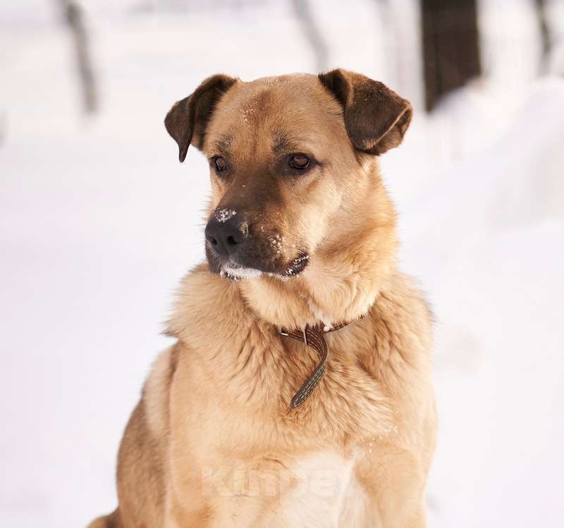 Собаки в Москве: Активная умница Юта в дар Девочка, Бесплатно - фото 1