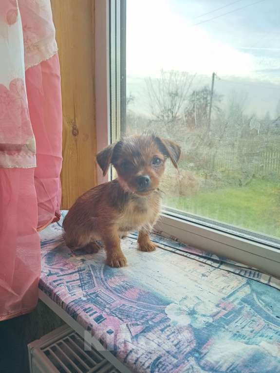 Собаки в других городах Смоленской области: ОСТАЛСЯ ОДИН МАЛЬЧИК Мальчик, 10 000 руб. - фото 2