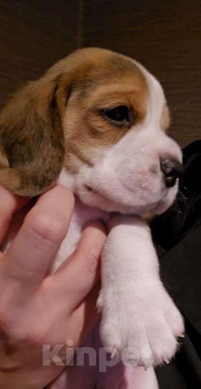 Собаки в Чите: Красная лента Мальчик, 50 000 руб. - фото 2