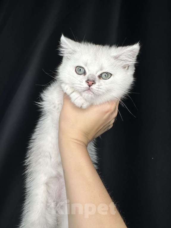 Кошки в Балашихе: Котик британец - Шиншилла серебристый  ns 11 Мальчик, 16 000 руб. - фото 3