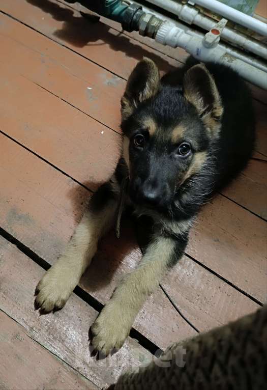 Собаки в Новоалтайске: Немецкая овчарка Мальчик, 15 000 руб. - фото 2