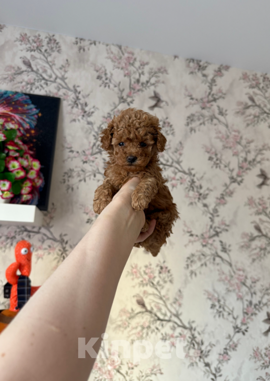 Собаки в Москве: Девочка Девочка, 60 000 руб. - фото 1