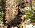 Собаки в других городах Московской области: Щенок немецкой овчарки рабочего разведения Девочка, 80 000 руб. - фото 7