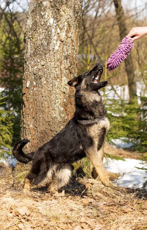Собаки в других городах Московской области: Щенок немецкой овчарки рабочего разведения Девочка, 80 000 руб. - фото 7