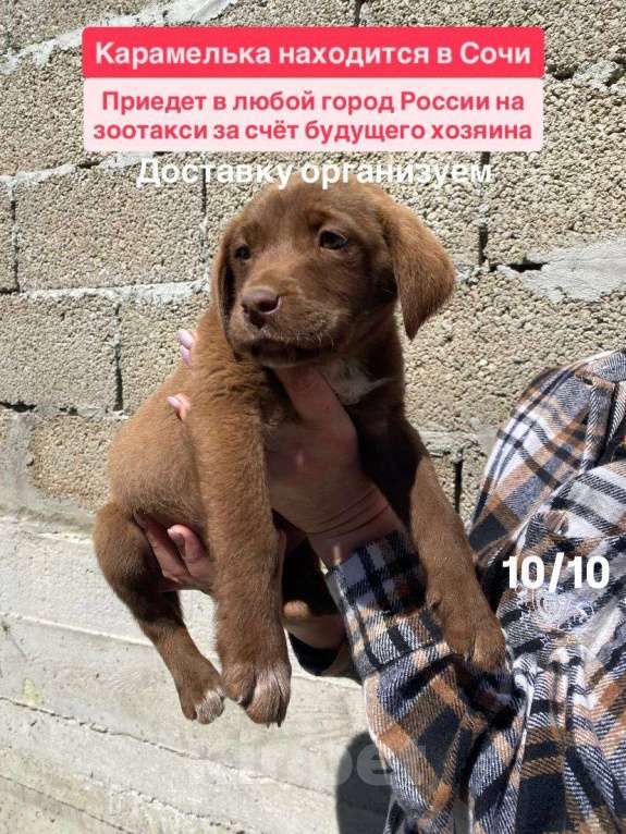 Собаки в Сочи: Карамелька ищет дом Девочка, Бесплатно - фото 10