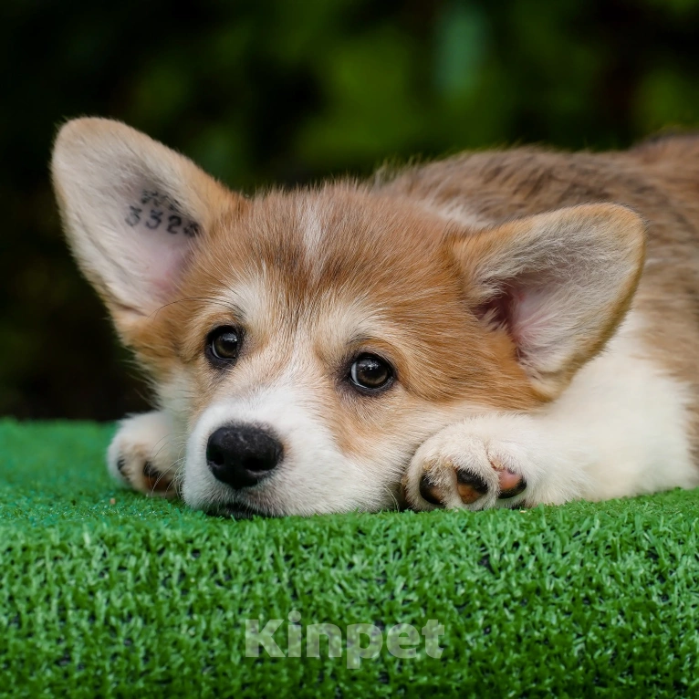 Собаки в Воронеже: Щенок вельш корги пемброк GABRIELLA DAISY Девочка, 50 000 руб. - фото 7