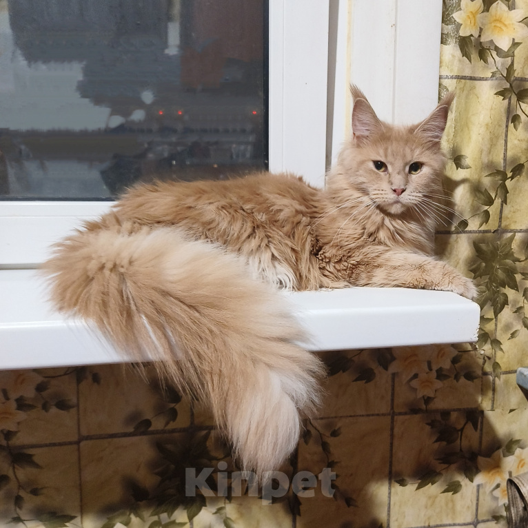 Кошки в Москве: Котёнок Мейн-кун Девочка Девочка, 30 000 руб. - фото 2