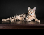 Кошки в Москве: Котята курильского бобтейла короткошерстные Мальчик, 40 000 руб. - фото 5