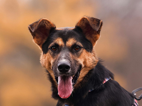 Молодой пес в добрые руки