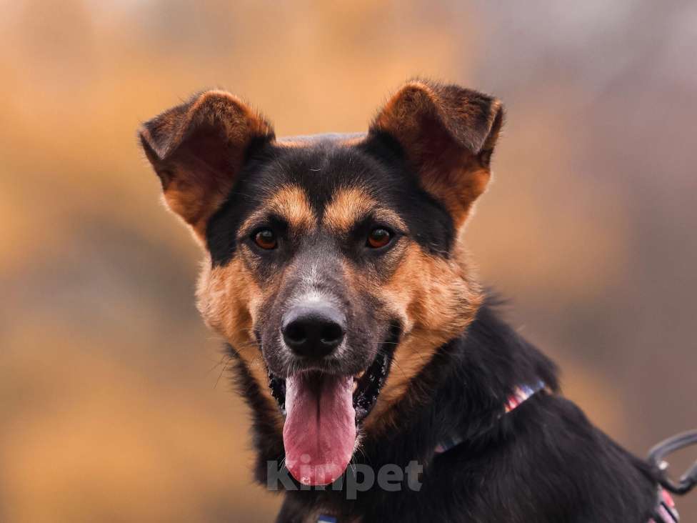 Собаки в Москве: Молодой пес в добрые руки Мальчик, Бесплатно - фото 1