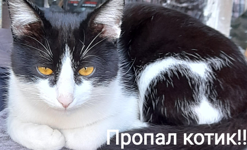 Объявление: Пропал котик! 6 мая на ул.Зеленой 66А , 1 000 руб., Саратов