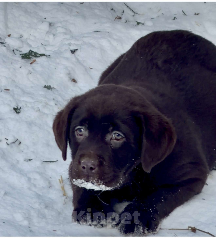 Собаки в Москве: Щенки лабрадора  Мальчик, 80 000 руб. - фото 3