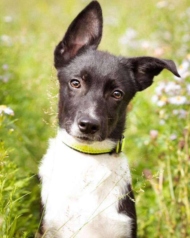 Собаки в Москве: Месси, некрупный щенок из приюта Мальчик, Бесплатно - фото 2