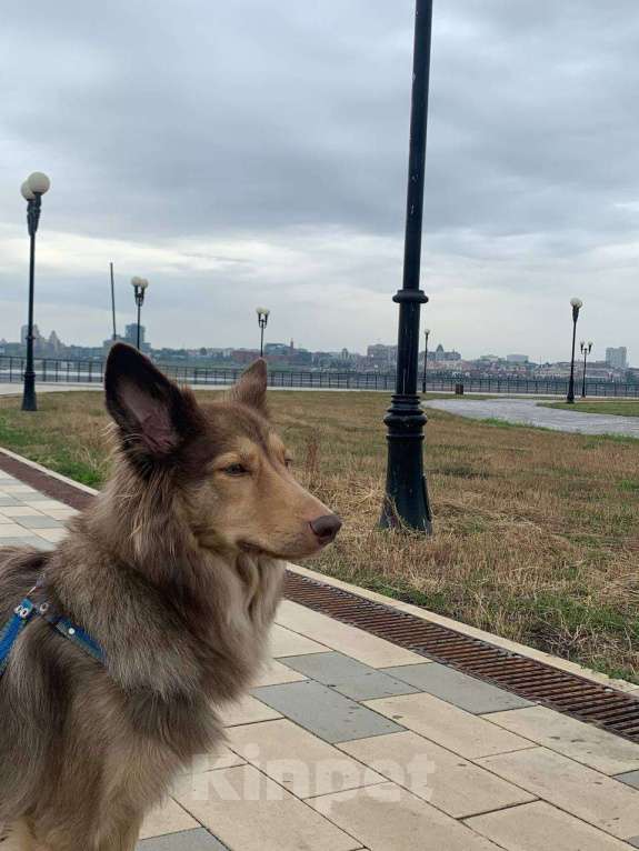 Собаки в Казани: Ищем заботливый дом для прекрасной австралийской овчарки Йоко Девочка, Бесплатно - фото 4