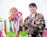 Кошки в Москве: Предлагаю котика Донского сфинкса  Мальчик, 45 000 руб. - фото 2