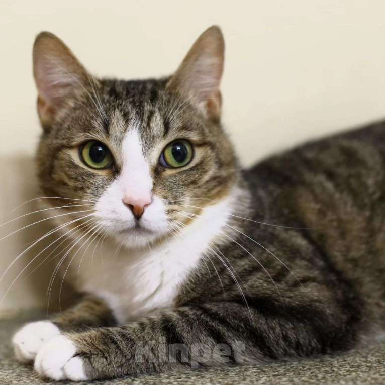 Кошки в Москве: Василёк мечтает стать домашним Мальчик, Бесплатно - фото 5