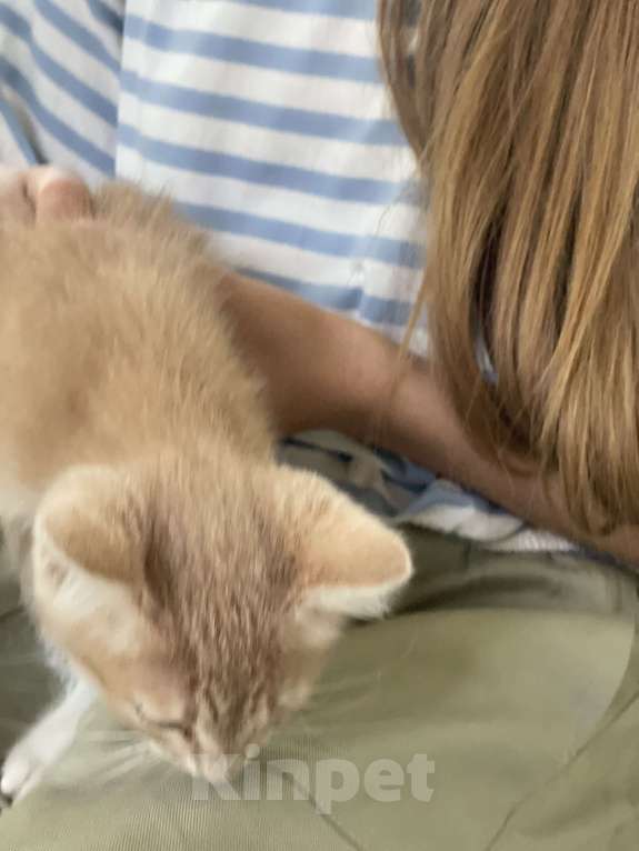 Кошки в Одинцово: 2 месяца котенок в добрые руки с доставкой Мальчик, 1 руб. - фото 4