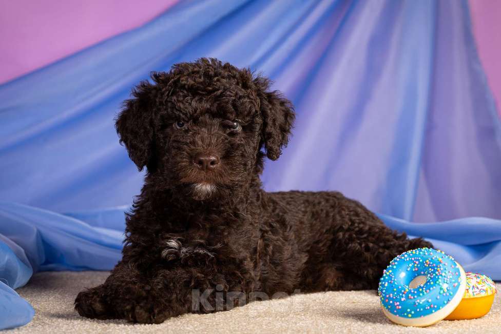 Собаки в Москве: ERMAYT Мальчик, 120 000 руб. - фото 1