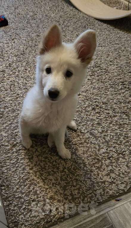 Собаки в Чите: Потеряшка Девочка, Бесплатно - фото 2