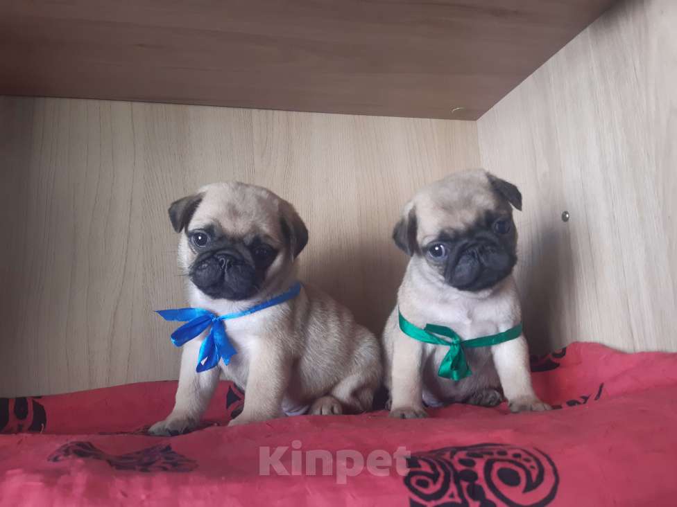 Собаки в Новосибирске: Мопсята ребята с документами РКФ Мальчик, 45 000 руб. - фото 2