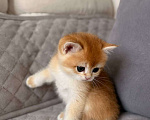 Кошки в Тюмени: Котята Британская золотая шиншилла Мальчик, 40 000 руб. - фото 6