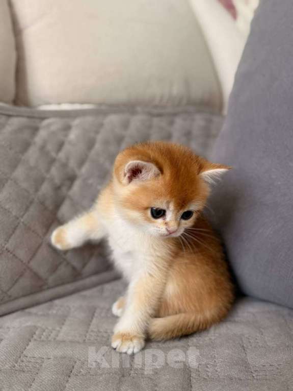Кошки в Тюмени: Котята Британская золотая шиншилла Мальчик, 40 000 руб. - фото 6