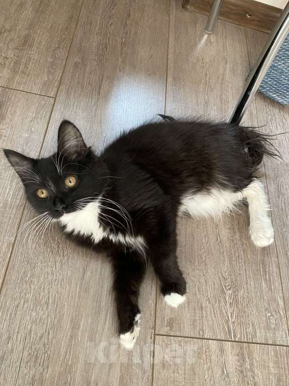 Кошки в других городах Краснодарского края: Отдам в добрые руки Девочка, Бесплатно - фото 3