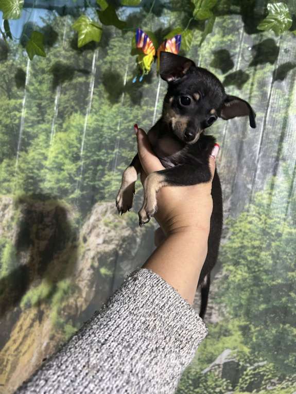 Собаки в других городах Ставропольского края: Продаются тойчики  Мальчик, Бесплатно - фото 7