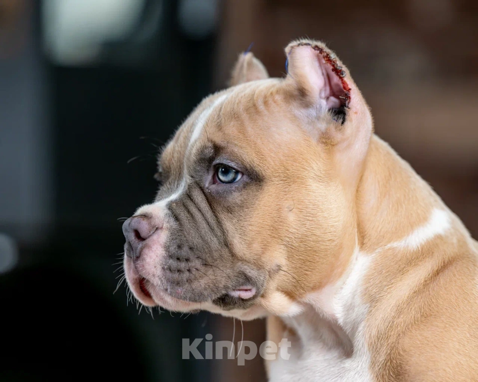 Собаки в других городах Воронежской области: Предлагается щенок Американский Булли Мальчик, 200 000 руб. - фото 3