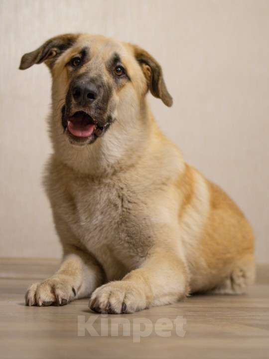 Собаки в Москве: Щенок в добрые руки Мальчик, Бесплатно - фото 1