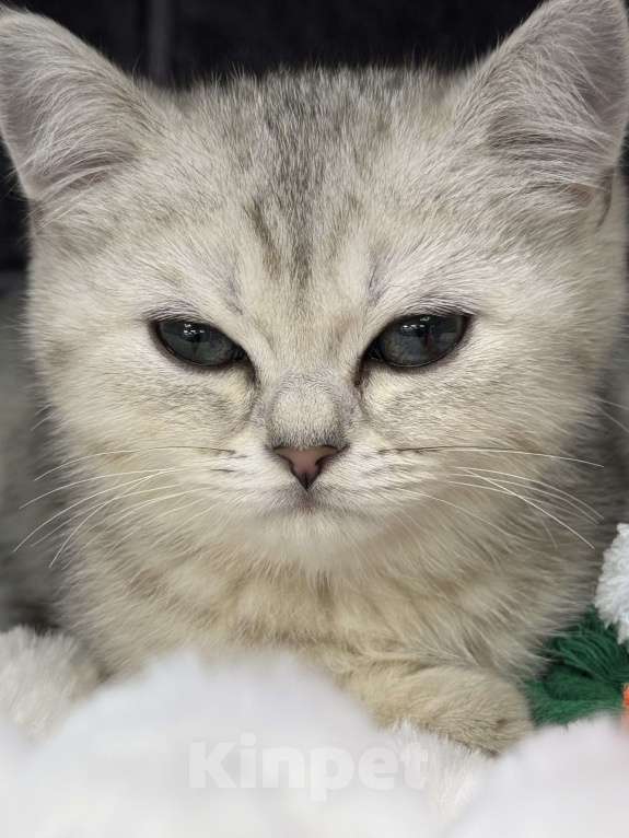 Кошки в Жуковском: Британский короткошёрстный котёнок Мальчик, Бесплатно - фото 2