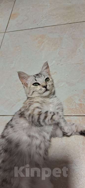 Кошки в Симферополе: Кошечка Буся ищет любящих хозяев) Девочка, Бесплатно - фото 5