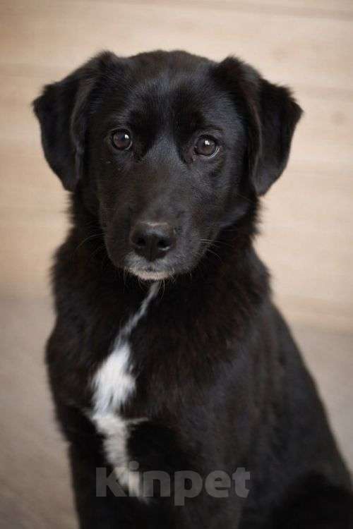 Собаки в Москве: Ричард и Сеня, добрые, умные, контактные щенки-подростки ищут дом Мальчик, Бесплатно - фото 4