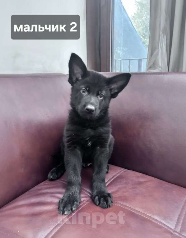 Собаки в Новосибирске: Щенки-волкособы (25% канадский черный волк) Разнополые, 25 000 руб. - фото 5