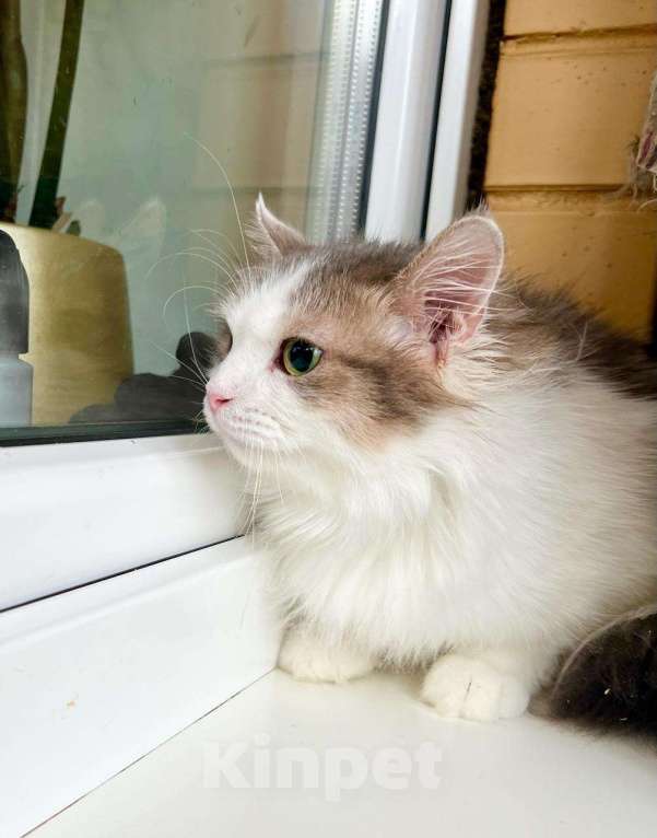 Кошки в Москве: Мелисса – пушистая кошечка в дар заботливым хозяевам Девочка, Бесплатно - фото 2