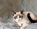 Кошки в Москве: Котёнок ищет семью Девочка, Бесплатно - фото 6