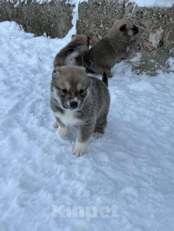 Собаки в других городах Свердловской области: Белка Девочка, Бесплатно - фото 1