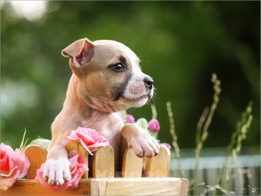 Собаки в Самаре: Щенки АСТ в питомнике, 30 000 руб. - фото 4